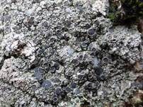 Raue Kugelflechte, Foto 6