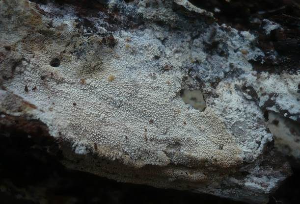 Rauer Zähnchenrindenpilz, Foto 3