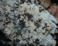 Rauer Zähnchenrindenpilz, Foto 4