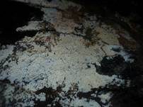 Rauer Zähnchenrindenpilz, Foto 6