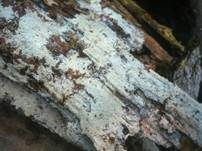 Rauer Zähnchenrindenpilz, Foto 7
