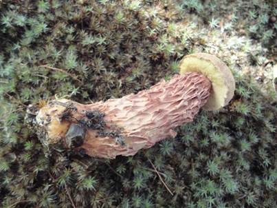 Raufuß-Steinpilz, Foto 2