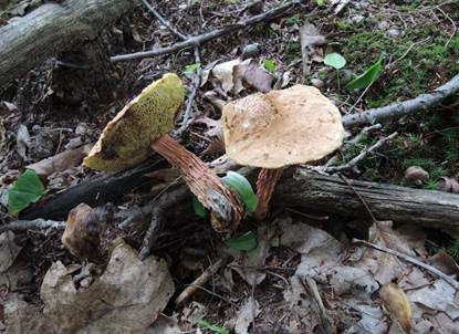Raufuß-Steinpilz, Foto 3