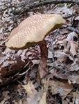 Raufuß-Steinpilz, Foto 14