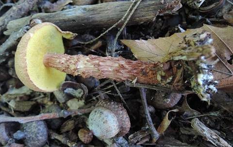 Raufuß-Steinpilz, Foto 4