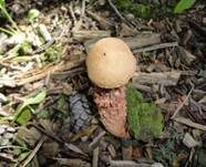 Raufuß-Steinpilz, Foto 5