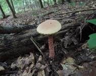 Raufuß-Steinpilz, Foto 6