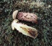 Raufuß-Steinpilz, Foto 7