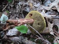 Raufuß-Steinpilz, Foto 9