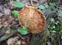 Raufuß-Steinpilz, Foto 10