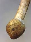 Raupenkernkeule, Foto 6