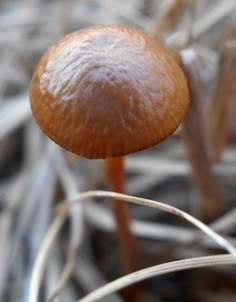 Rausporiger Schwefelkopf, Foto 4