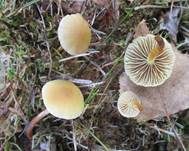 Rausporiger Schwefelkopf, Foto 7