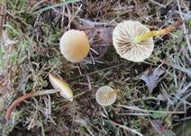 Rausporiger Schwefelkopf, Foto 8