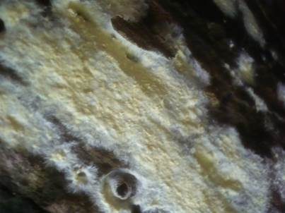 Rausporiges Filzgewebe, Foto 2