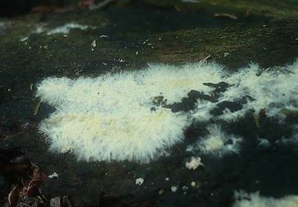Rausporiges Filzgewebe, Foto 3