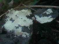 Rausporiges Filzgewebe, Foto 6