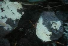 Rausporiges Filzgewebe, Foto 7