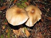 Rautensporiger Rasling, Foto 5