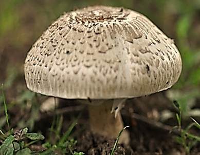 Rebhuhnchampignon, Foto 3