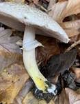 Rebhuhnchampignon, Foto 14
