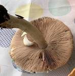 Rebhuhnchampignon, Foto 15
