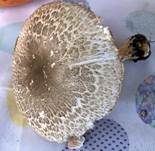 Rebhuhnchampignon, Foto 16