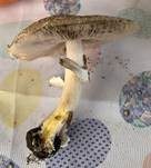 Rebhuhnchampignon, Foto 17