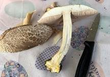 Rebhuhnchampignon, Foto 18