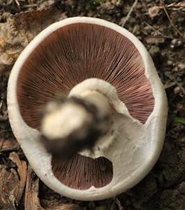 Rebhuhnchampignon, Foto 4