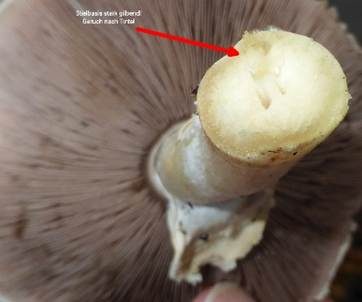 Rebhuhnchampignon, Foto 5
