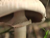 Rebhuhnchampignon, Foto 9