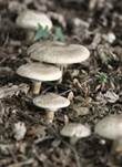 Rebhuhnchampignon, Foto 10