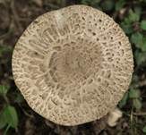 Rebhuhnchampignon, Foto 11