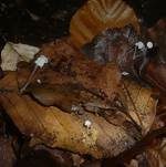 Blatthelmling, Foto 13