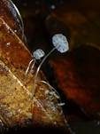Blatthelmling, Foto 7