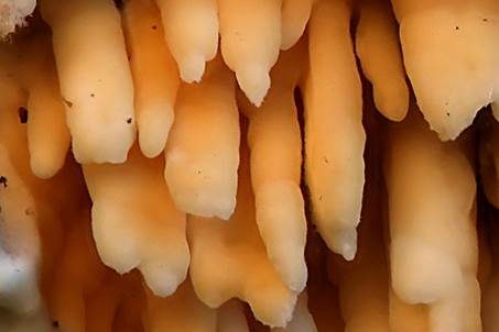 Reibeisen Rindenpilz, Foto 5