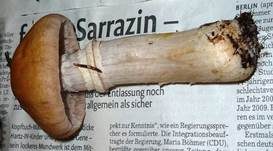 Reifpilz, Foto 15