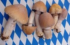 Reifpilz, Foto 18