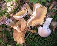 Reifpilz, Foto 19