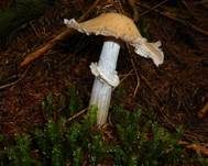Reifpilz, Foto 37