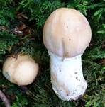 Reifpilz, Foto 40