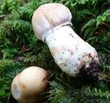 Reifpilz, Foto 41