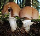 Reifpilz, Foto 7
