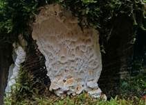 Reihige Tramete, Foto 14