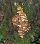 Reihige Tramete, Foto 16