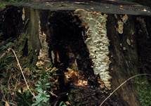 Reihige Tramete, Foto 18
