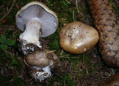 Reihiger Klumpfuß, Foto 2