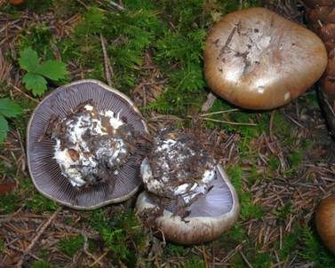 Reihiger Klumpfuß, Foto 3