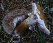 Reihiger Klumpfuß, Foto 12